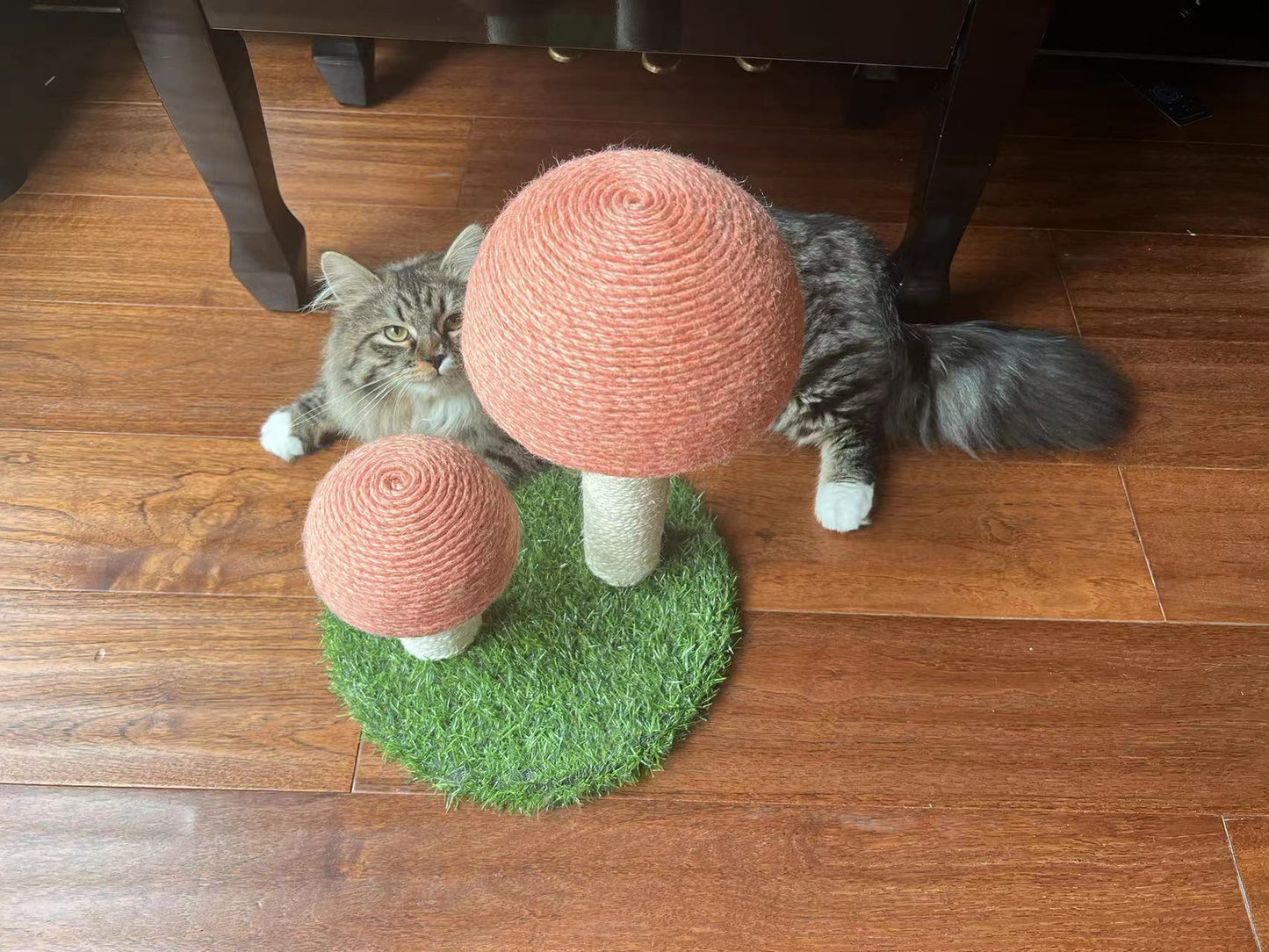 Twin Mushroom Cat Climbing Tree